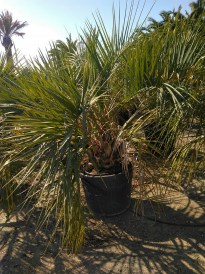 Butia Capitata